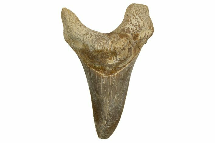 Serrated Sokolovi (Auriculatus) Shark Tooth - Dakhla, Morocco #321868